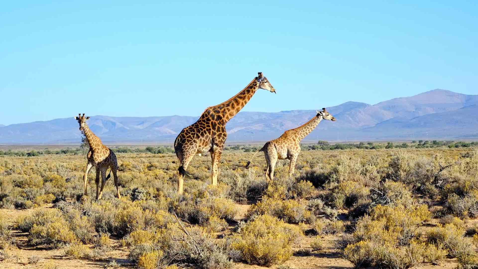 IPBES warns of the extinction of giraffes, parrots, and oak trees